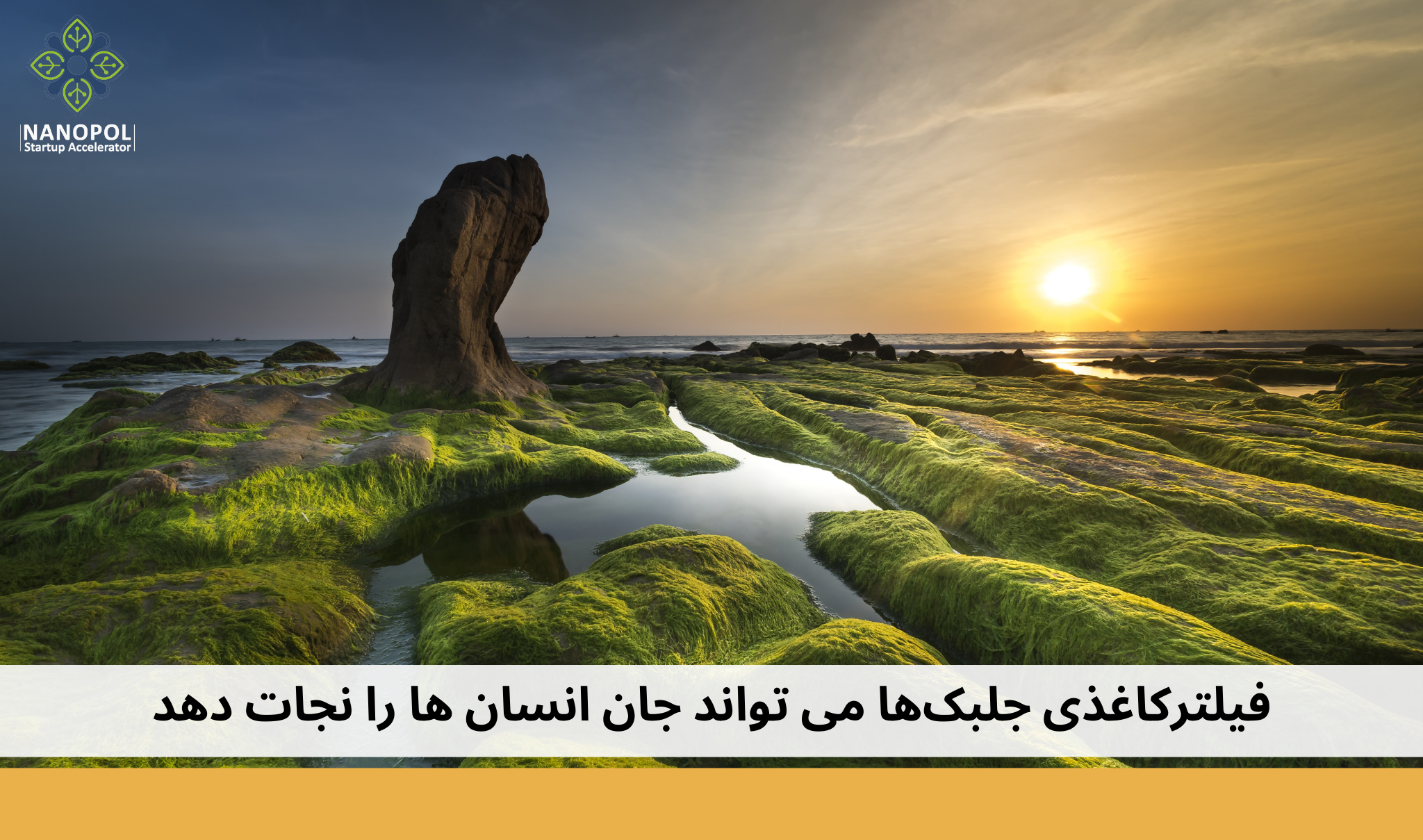 فیلترکاغذی جلبک‌ها می تواند جان انسان ها را نجات دهد