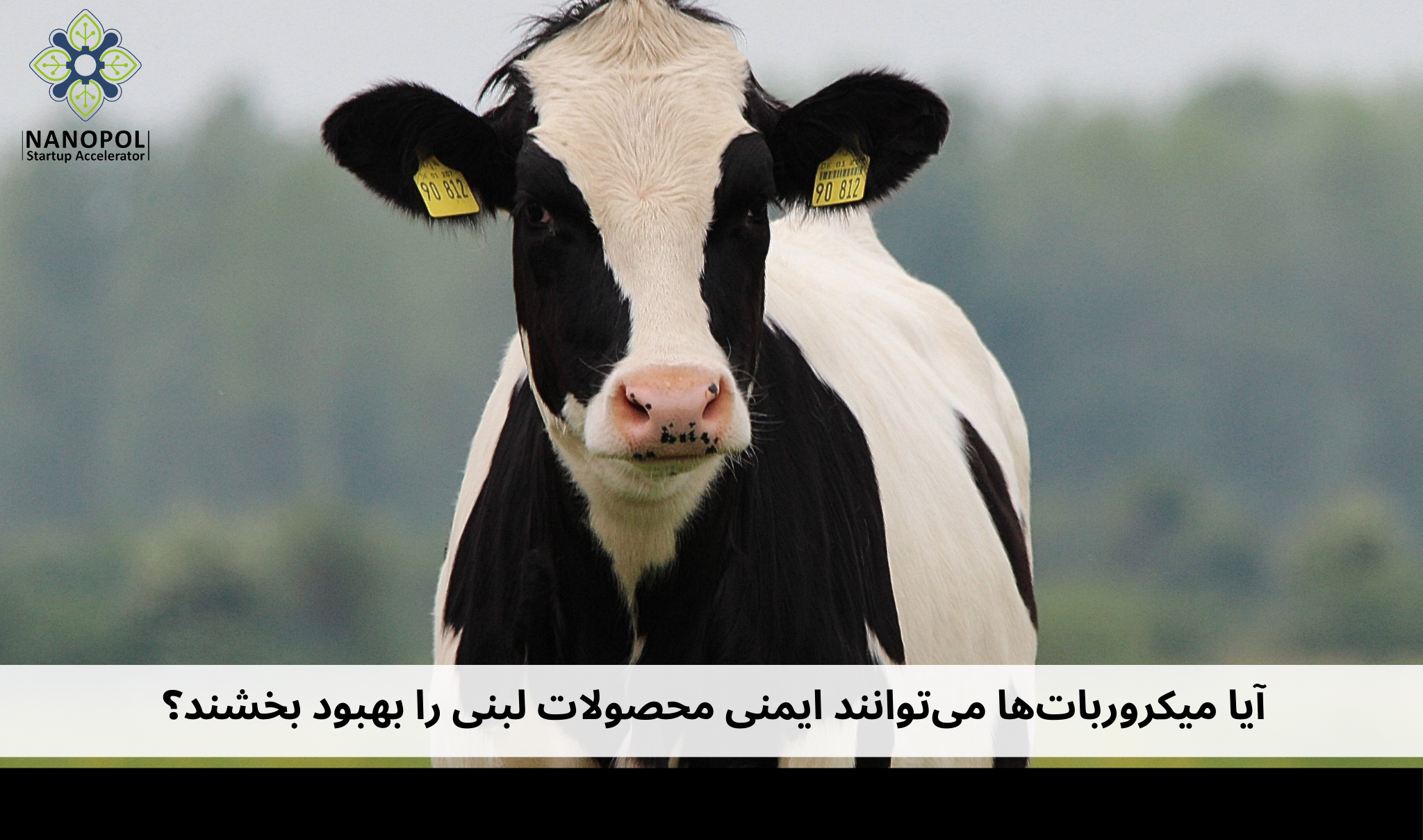 آیا میکروربات‌ها می‌توانند ایمنی محصولات لبنی را بهبود بخشند؟