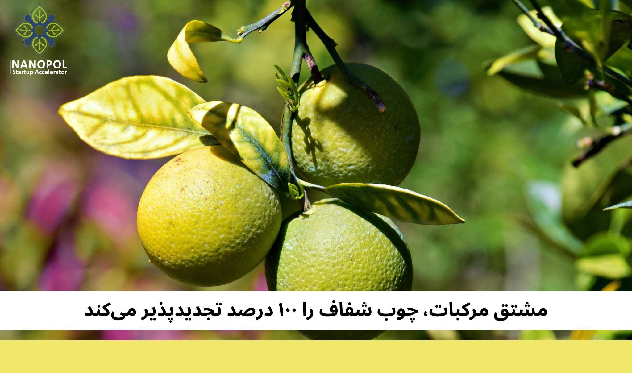 مشتق مرکبات، چوب شفاف را ۱۰۰ درصد تجدیدپذیر می‌کند